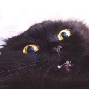 Meet your Posher, Mia